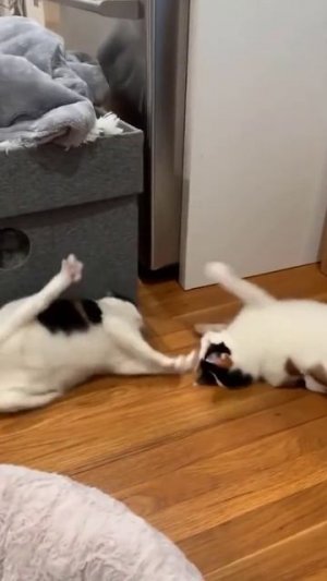 смешные котики приколы 1 #shorts #юмор #котики #приколы #перезалив (сегодня видео не по теме канала)