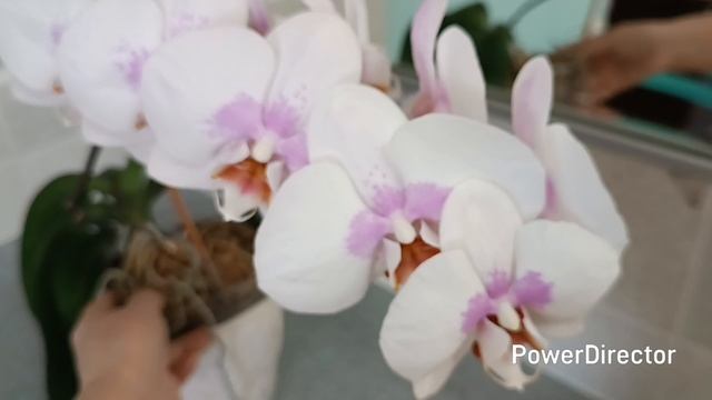 Орхидея Pinky. Полное цветение. смотреть онлайн