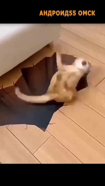 Очень впечатлительный кот🤣 смотреть онлайн