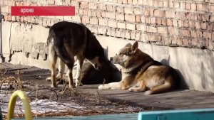 «ЗАКОН СТАИ»: БРОДЯЧИЕ ПСЫ РАСТЕРЗАЛИ 10-ЛЕТНЕГО МАЛЬЧИКА