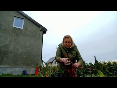 Пересаживаю цветочки //Убираю свёклу // смотреть онлайн