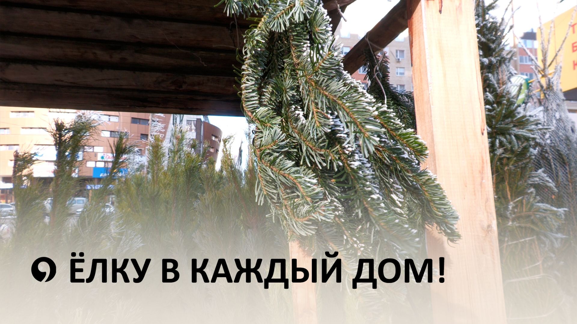 Где купить живую ёлку в Ставрополе? смотреть онлайн