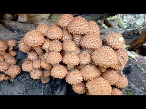 Поход за грибами // Мои будни // смотреть онлайн