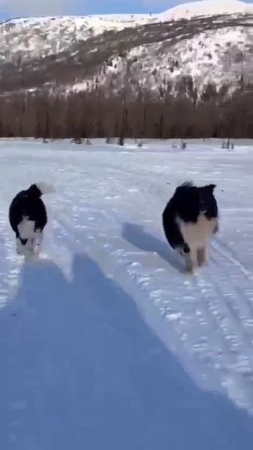 Раскинулась тундра широко👍👍👍. 30-12-2025 смотреть онлайн