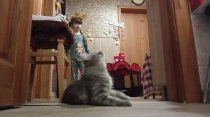 Кошечка Милка в восторге от подарка 🎁