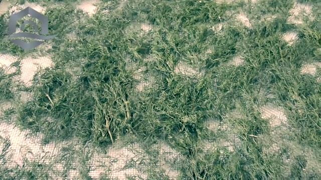 Сушка 🌿укропа. 🔴Инфракрасная сушилка для укропа — У смотреть онлайн