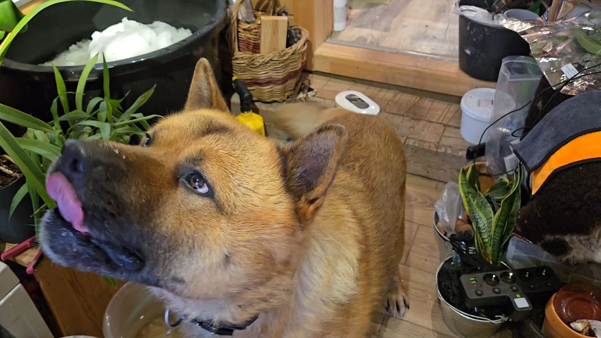 Пёс в Совешне, предводительница моего дворянства и мокрый мотылёк смотреть онлайн