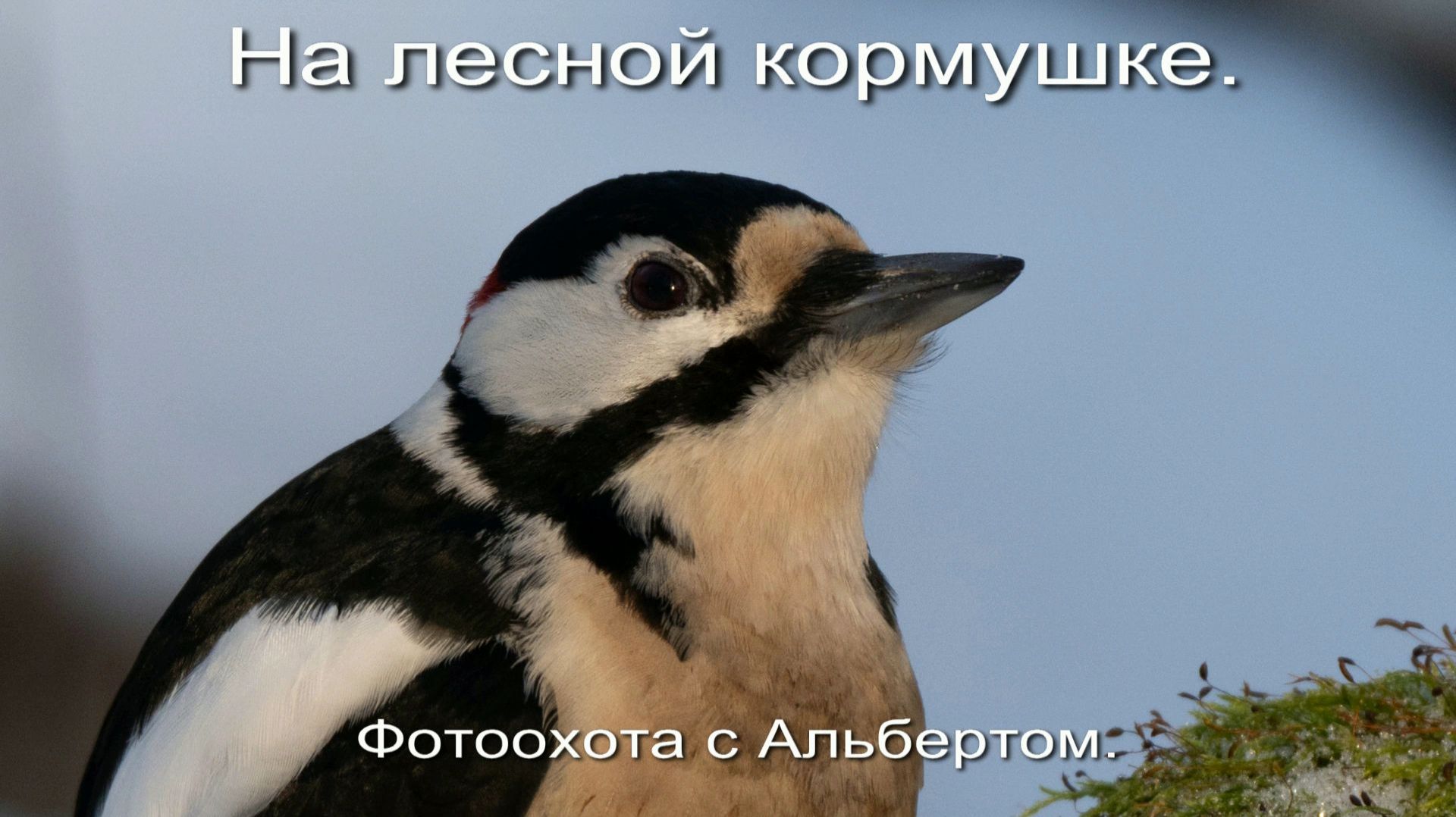 Фотоохота с Альбертом. На лесной кормушке.