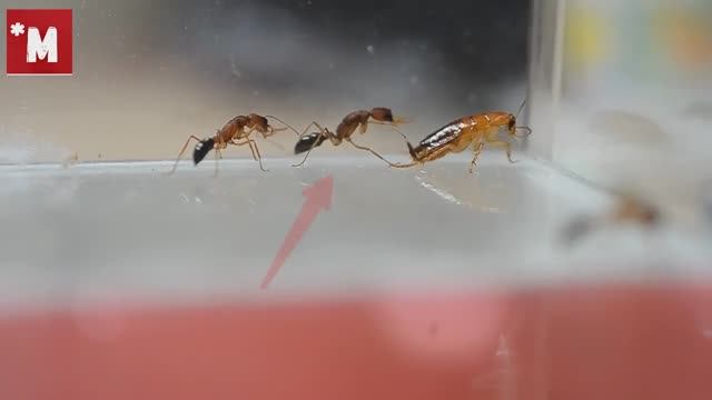 Как охотятся ХИЩНЫЕ муравьи Harpegnathos saltator смотреть онлайн