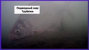 Подводное видео Трубеж 2025