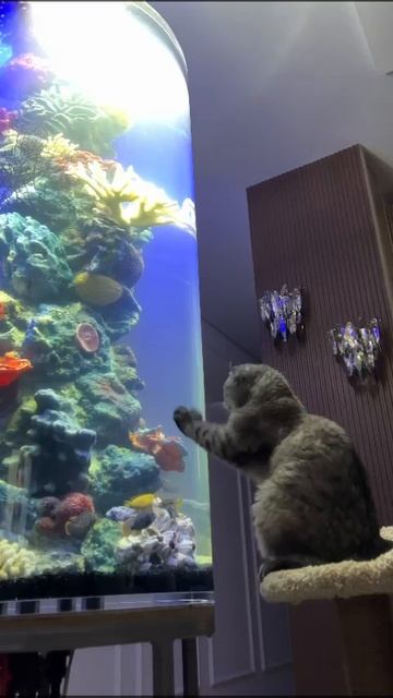 Кошка и аквариум