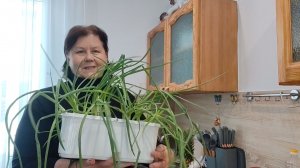 Сосиски в тесте. ПРЕДНОВОГОДНЯЯ СУЕТА.