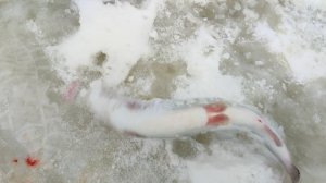 Основной водоём.