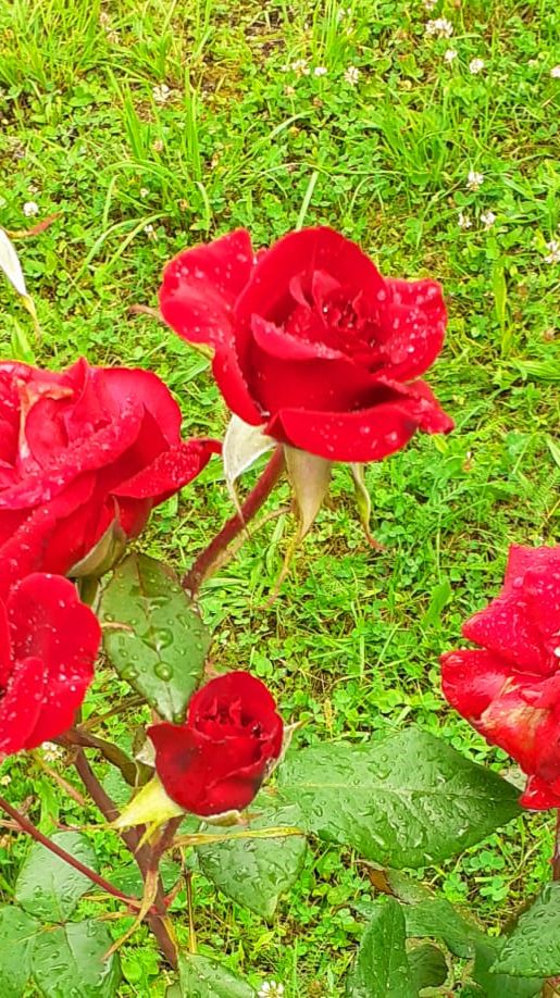 Море цветов! Настроенье весеннее!