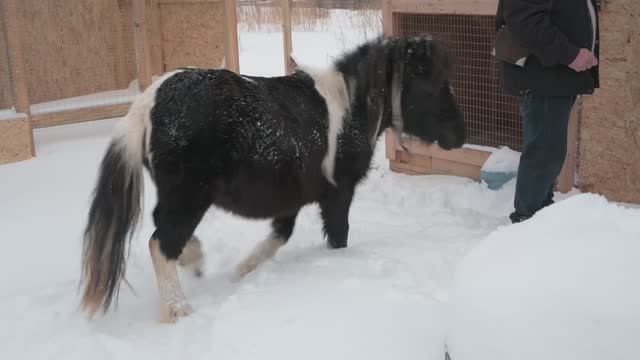 Вновь удивили нас! Приехали к друзьям в деревню, у них опять пополнение смотреть онлайн