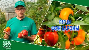 НЕПРЕВЗОЙДЕННЫЙ СОРТ ПЕРЦА ДЛЯ ФАРШИРОВАНИЯ