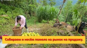 Muôn и друзья из Вьетнама. Собираем и несём помело на рынок на продажу.