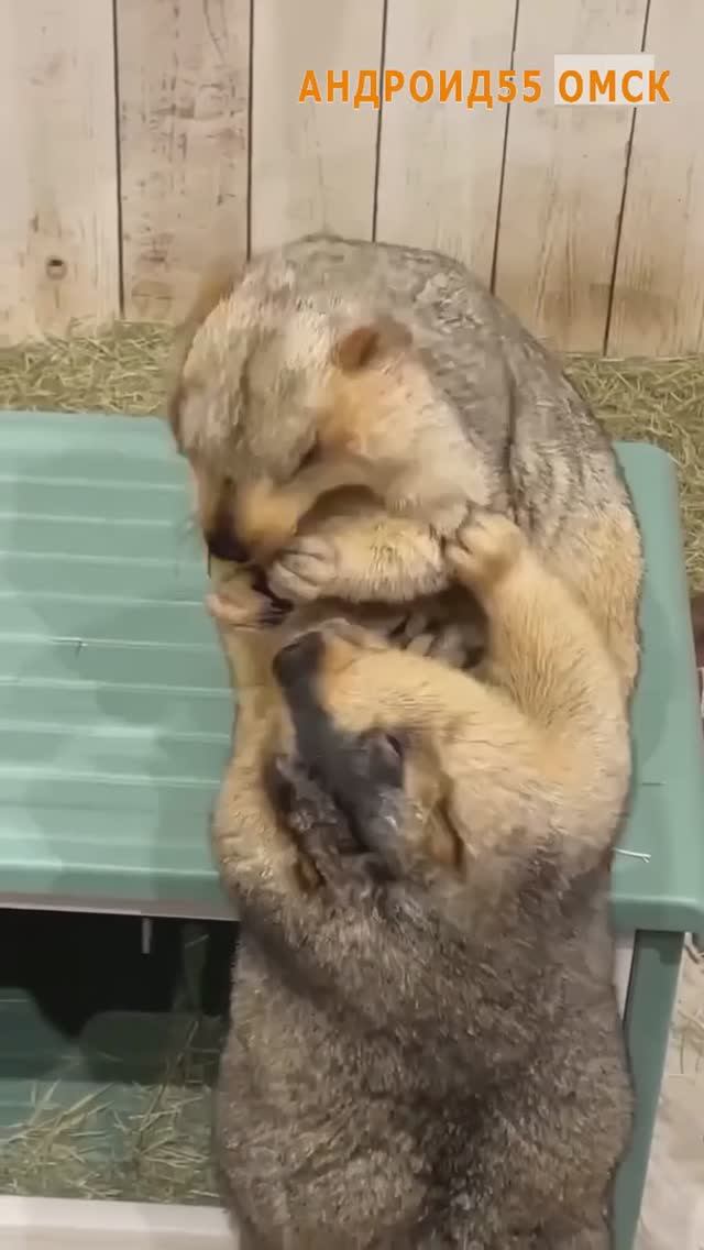 В большой семье не щёлкай клювом🤣 смотреть онлайн