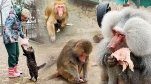 Что коты, что макаки - ВОРУЮТ ВСЕ! Феня впереди Вени, а у Елисея порядок строгий - Лиде остатки.