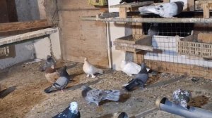 1000107517.mp4 С..годубями.И.Т.Луганск.