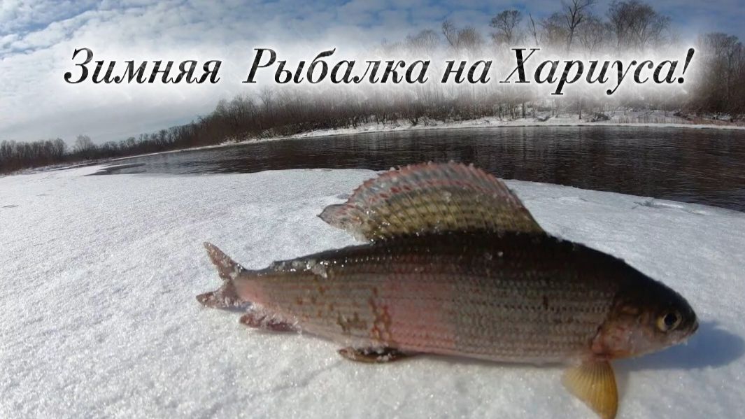 Зимняя Рыбалка Декабря 2025-2026!!! На Хариуса!!! смотреть онлайн