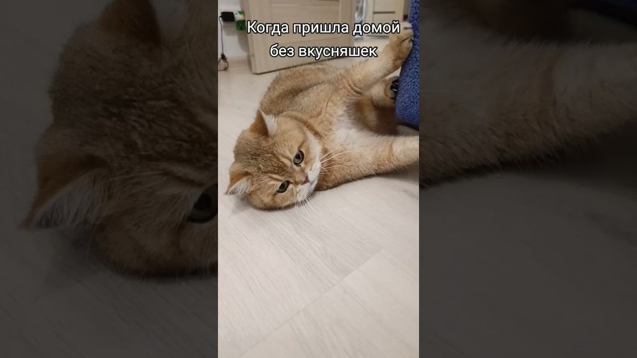 Иди работай #cat #коттоша #кот #веселыекоты #cutecat #котики #прикольныекоты