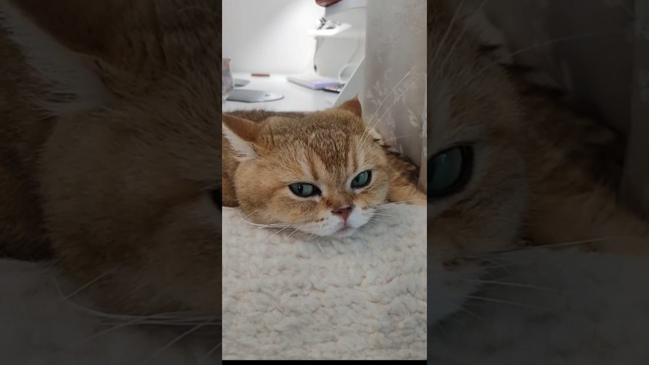 Кот орёт в 5 утра #юмор #cat #котики #озвучка #кот #прикольныекоты #коттоша