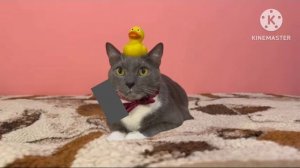 Заставка Мультсериала «Котики И Учёный» (06.08.2025-н.в)