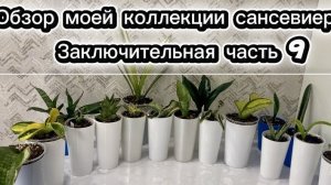 Сансевиерии. Большой обзор моей коллекции 2025г.Часть 9 Заключительная.