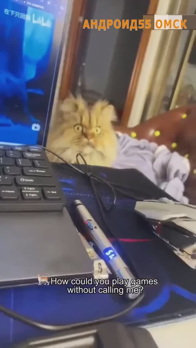 Забавные кошаки🤣🤣🤣 смотреть онлайн