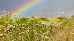 Воплощение Высокоразвитых Существ На Земле