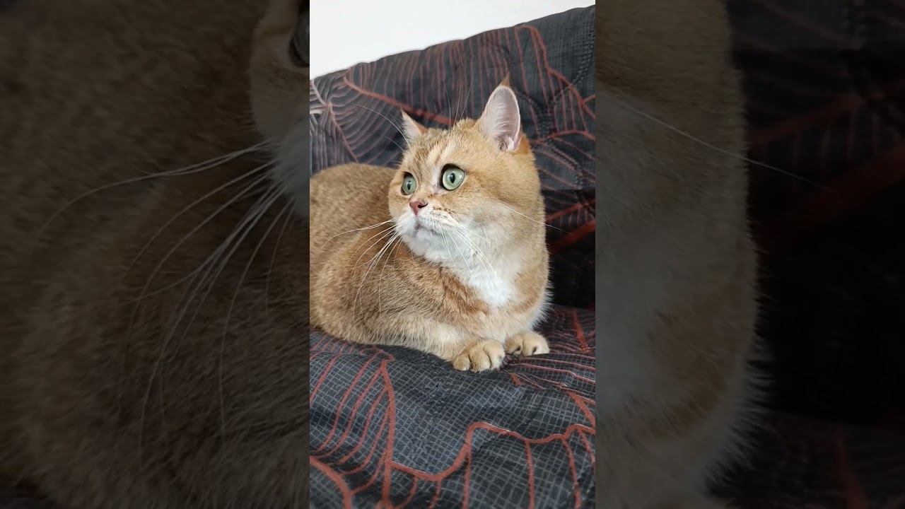 Вот и поработал #cat #коттоша #котики #золотаяшиншилла #кот #cutecat #юмор