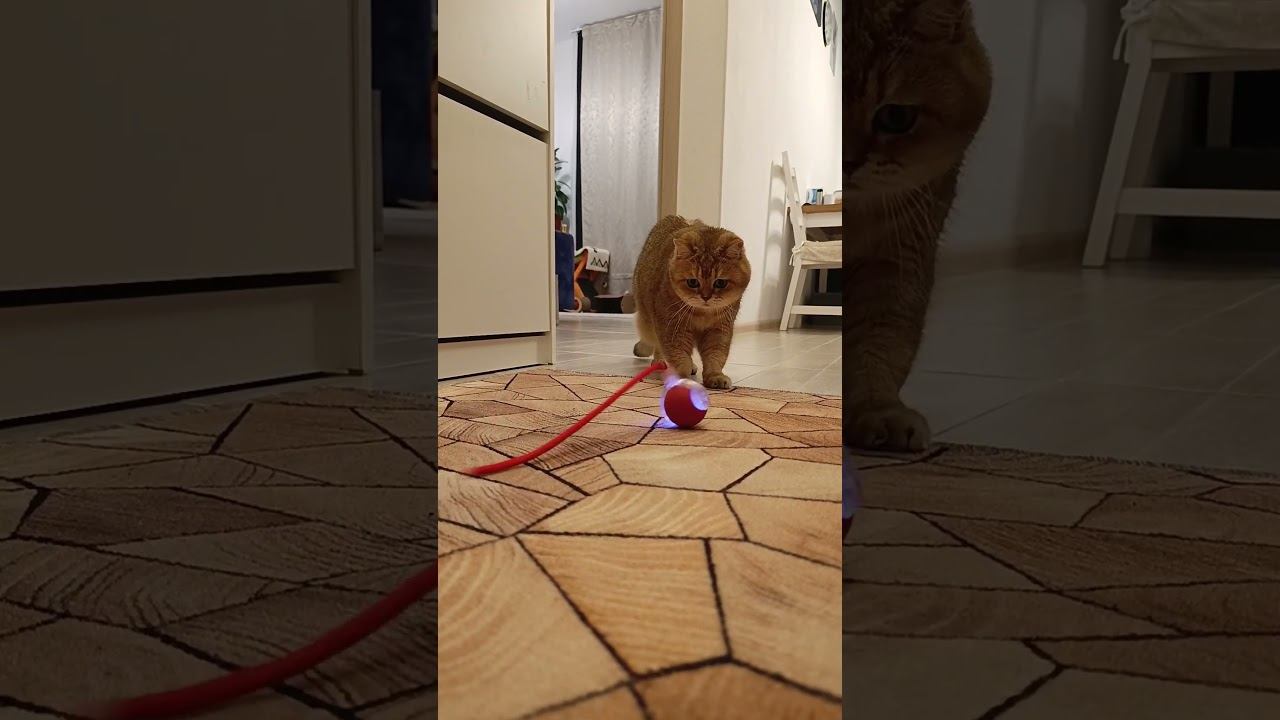 Кот и непонятная игрушка  #cat #коттоша #кот #золотаяшиншилла #котики #cutecat #прикольныекоты