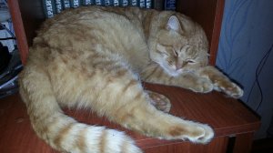 Котик ласковый