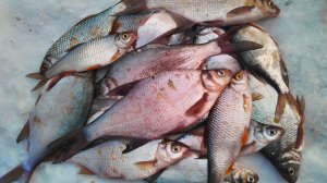 ПОДЛЕЩИК И ПЛОТВА! РАЗДАЧА ПЕРЕД НОВЫМ ГОДОМ!