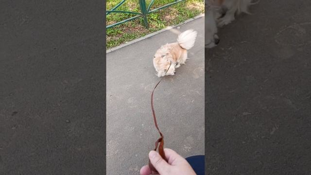 СОНЯ смотреть онлайн