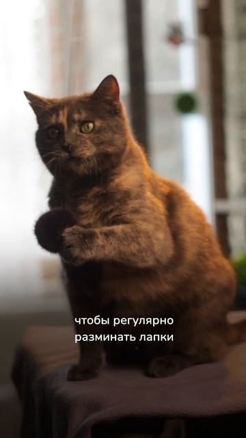 Очаровательная Таффи, наша Кусьдева смотреть онлайн