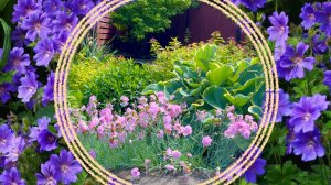 Растения для солнечных цветников. Продолжение.