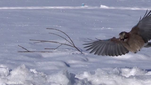 С Наступающим Новым Годом 2026! смотреть онлайн