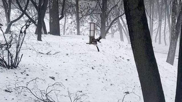 bird_feeder смотреть онлайн