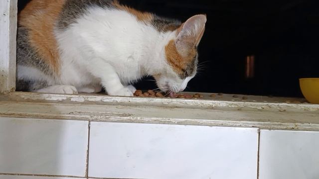 Ушастика в гости пришла смотреть онлайн