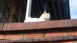 Зимние кошки