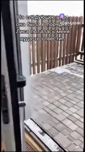 A story about animals 🦊