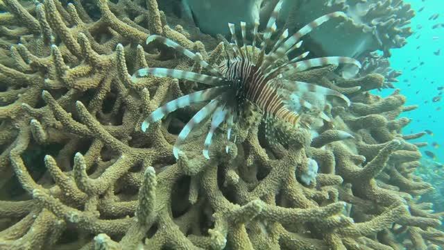 Моя Жизнь , Мой наркотик Дайвинг / Подводная охота Пальмовый остров смотреть онлайн