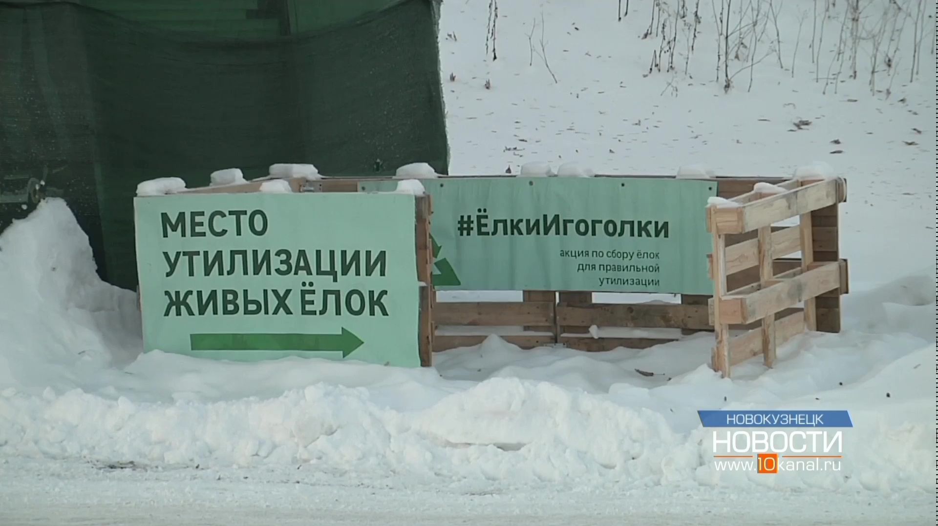 Праздник ещё не наступил, а в Новокузнецке уже объявили о сборе елей смотреть онлайн