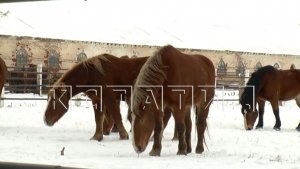 Старейший конный завод, который пытались уничтожить бизнесмены при поддержке приставов, спасён
