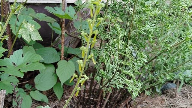 Виды Пальчатокоренников в саду 2025 смотреть онлайн