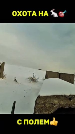Охота на Зайца 🎯 #охота