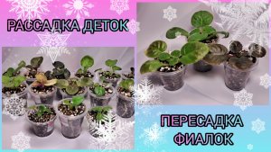 Отсадка и рассадка деток. Пересадка фиалок. С наступающим!🎄