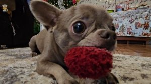 Поздравление с Новым годом 🎄